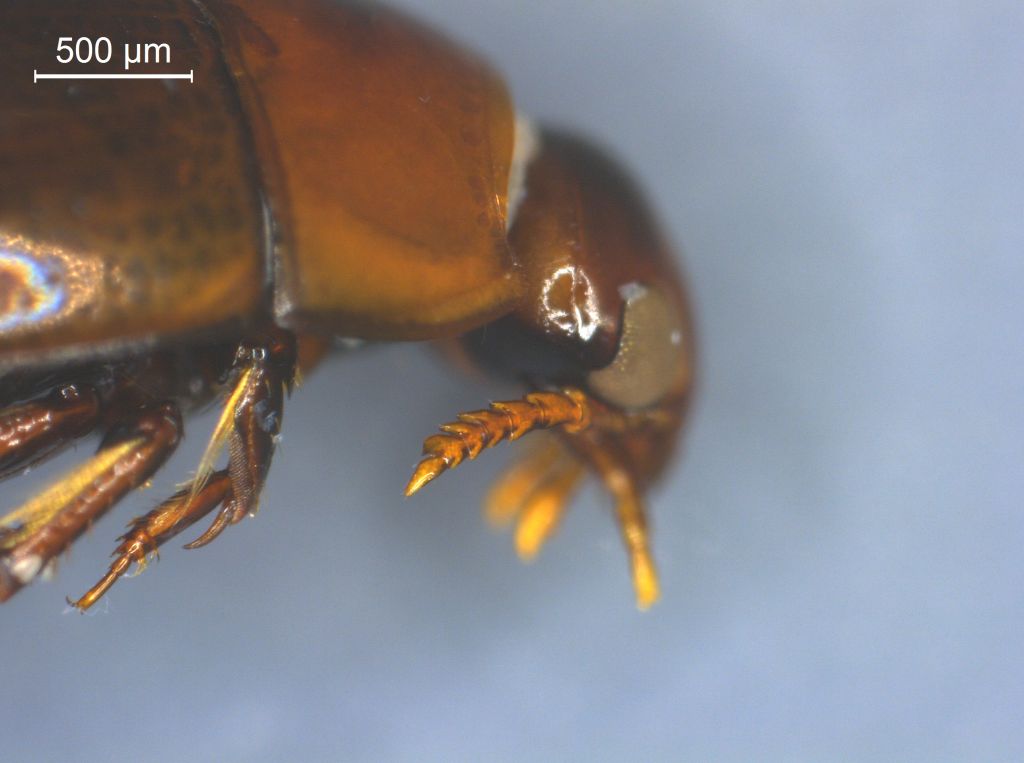 Noterus clavicornis